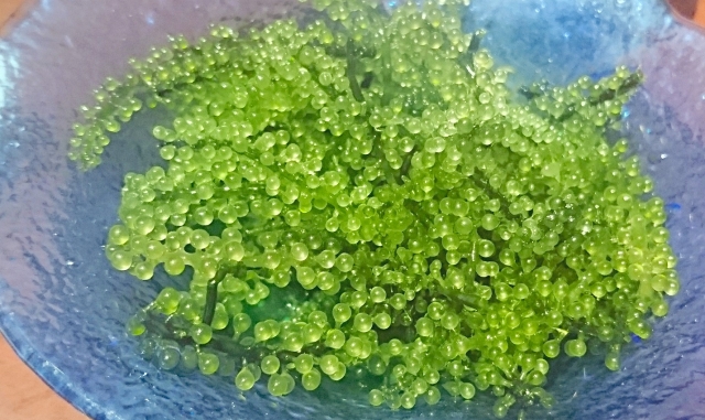 海ぶどう完全ガイド