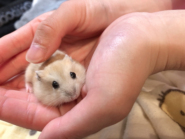 ハムスターが溶ける理由