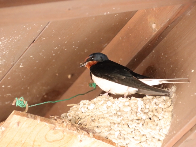 ツバメの巣作りと被害