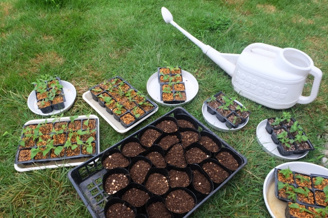 地域別の植え替えサービス