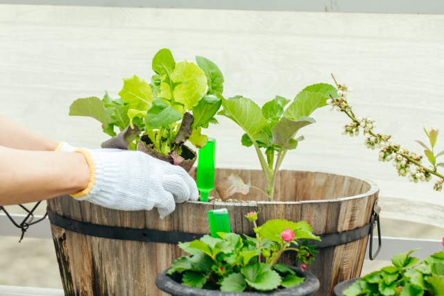 植え替えサービス