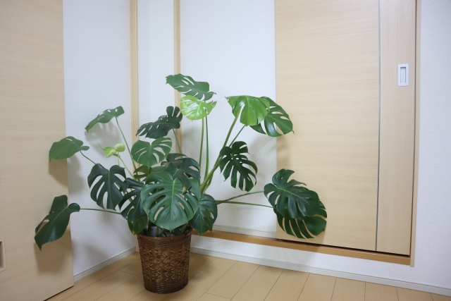 観葉植物の植え替えサービス