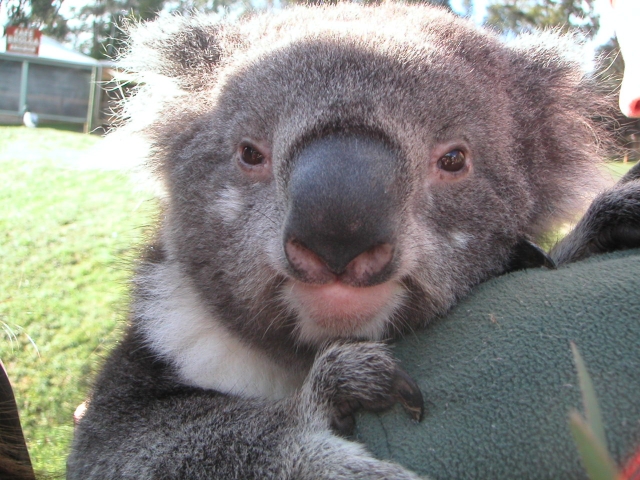コアラのマーチ激レア情報