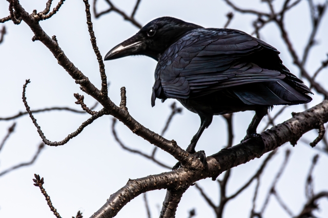 カラス撃退術